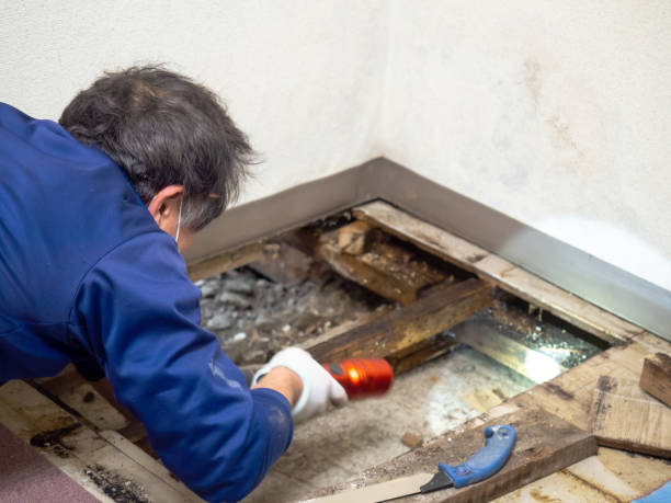 Best Best Mold Removal Companies  in Pine Knot, KY