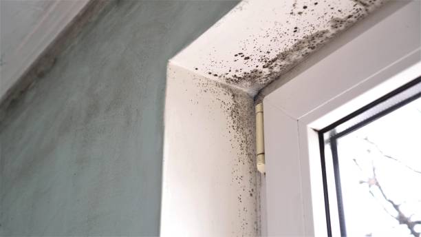 Best Black Mold Removal  in Pine Knot, KY