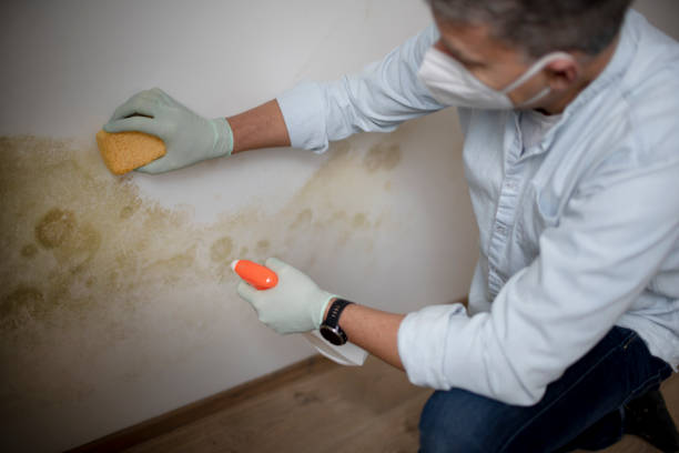 Best Mold Testing  in Pine Knot, KY