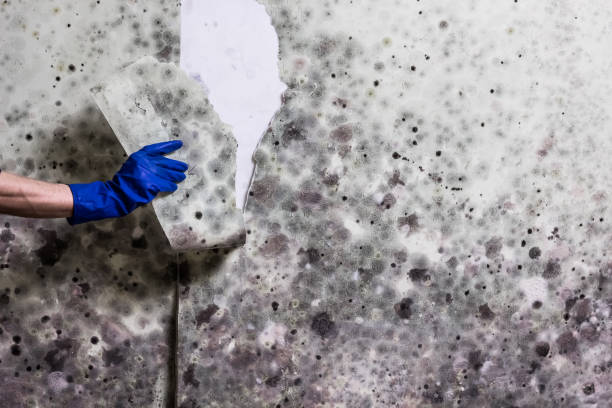 Best Residential Mold Removal  in Pine Knot, KY