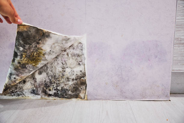 Trusted Pine Knot, KY Mold Removal Experts